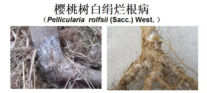 櫻桃樹(shù)重根部病害防治