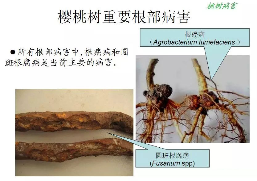 櫻桃樹(shù)重根部病害防治