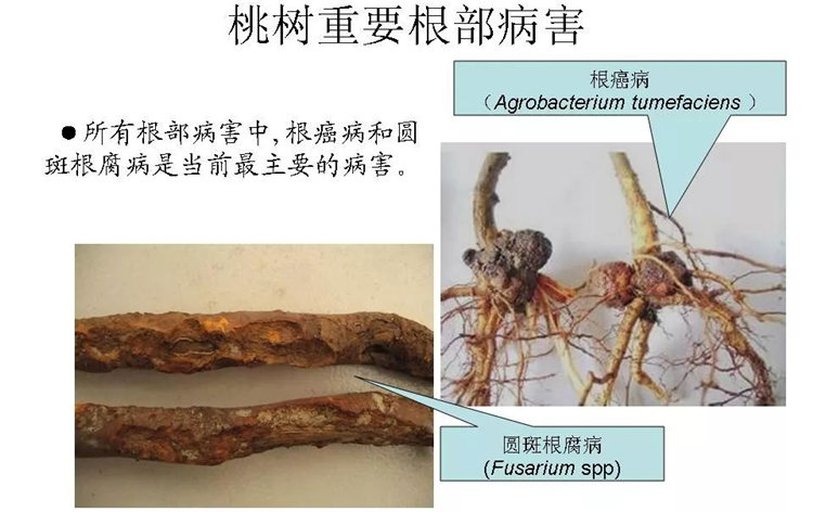 果樹(shù)病害防治技術(shù)