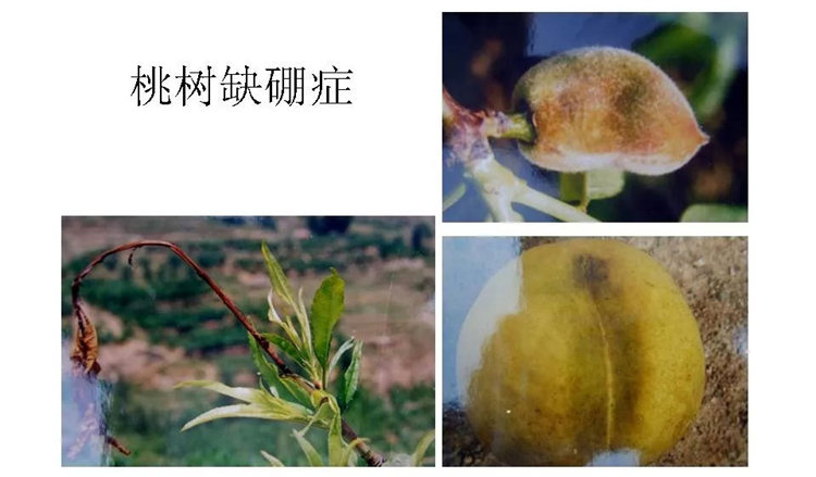 果樹(shù)病害防治技術(shù)