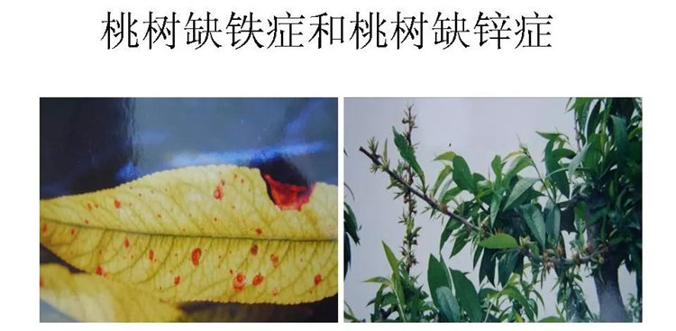 果樹(shù)病害防治技術(shù)