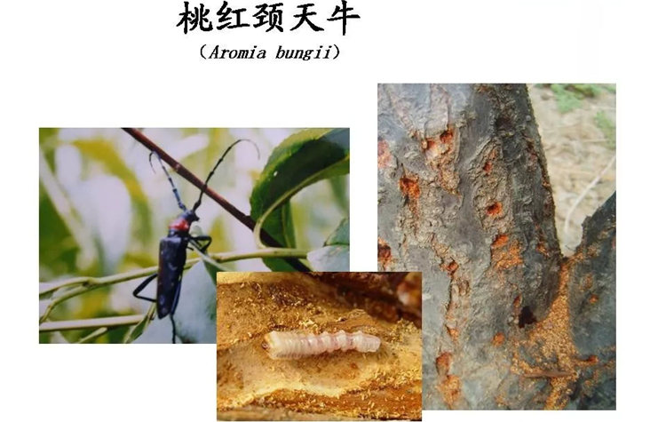 果樹(shù)病害防治技術(shù)