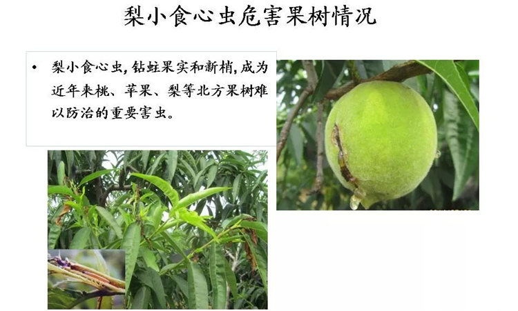 果樹(shù)病害防治技術(shù)