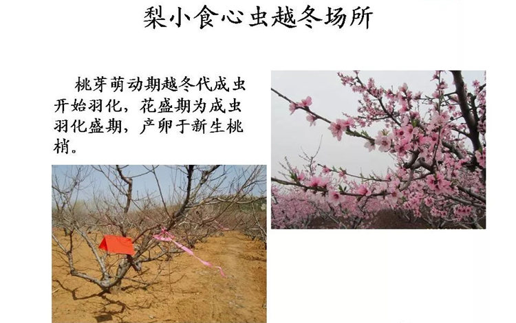 果樹(shù)病害防治技術(shù)