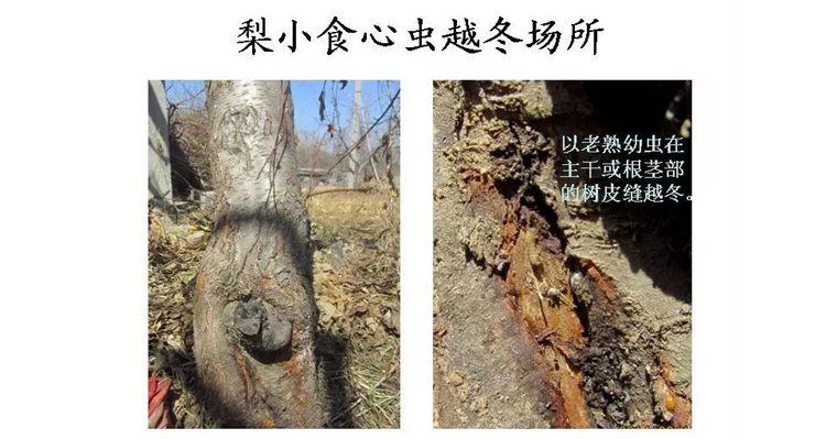 果樹(shù)病害防治技術(shù)