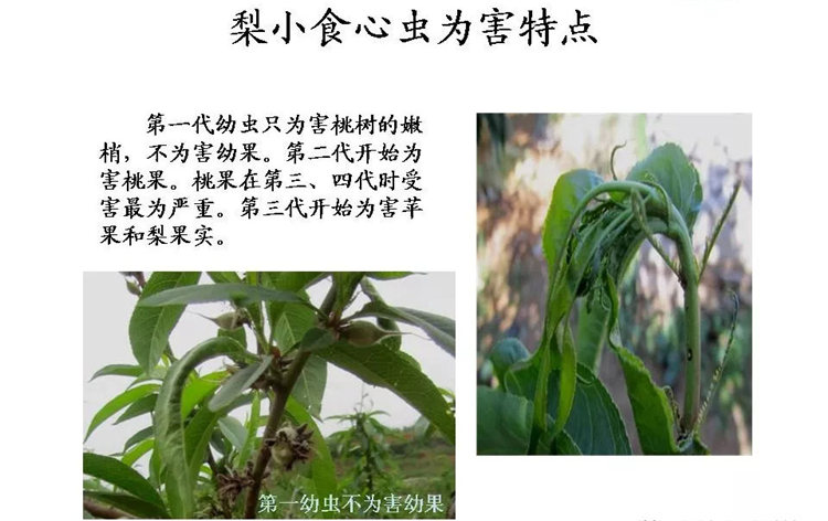 果樹(shù)病害防治技術(shù)