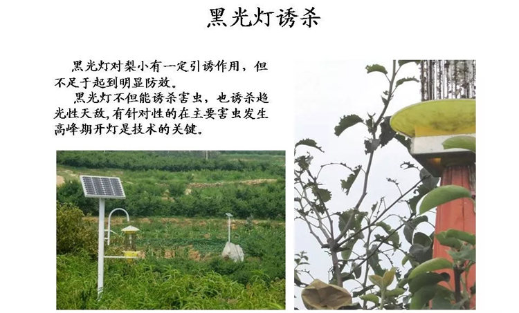 果樹(shù)病害防治技術(shù)