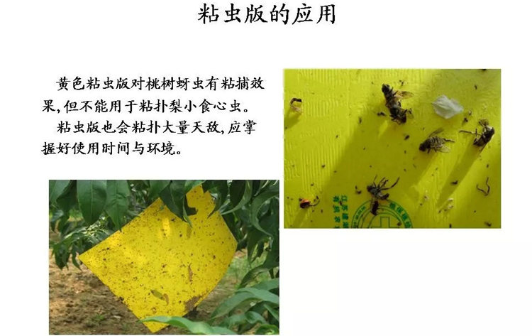 果樹(shù)病害防治技術(shù)