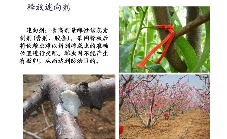 果樹(shù)病害防治技術(shù)