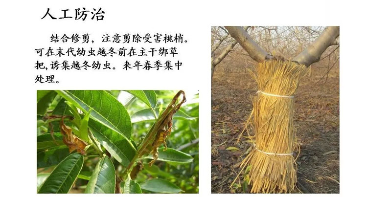 果樹(shù)病害防治技術(shù)