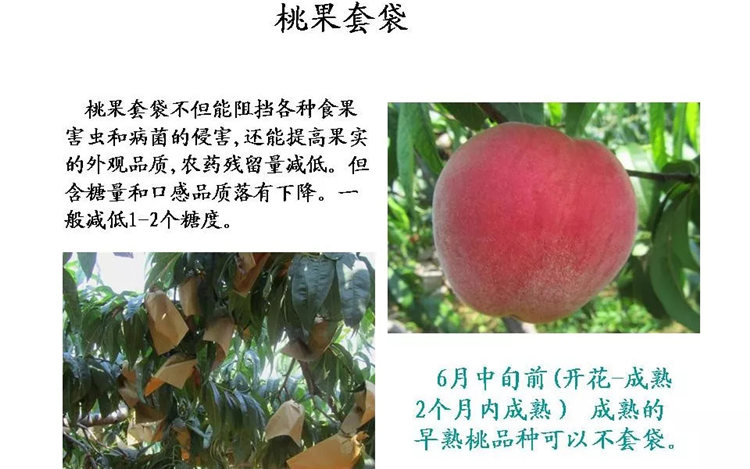 果樹(shù)病害防治技術(shù)