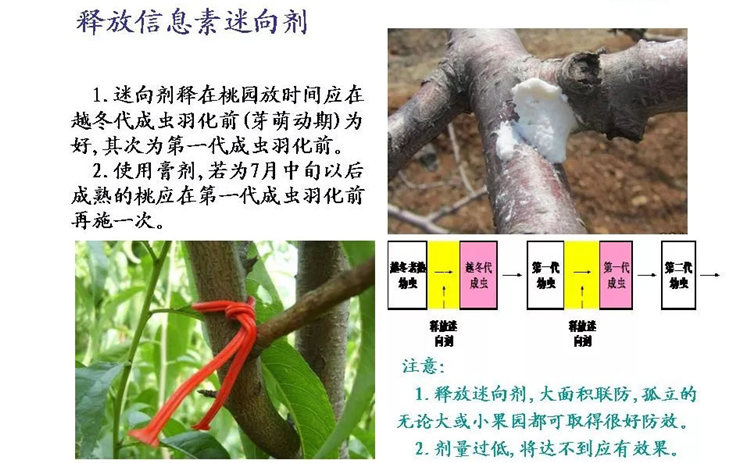 果樹(shù)病害防治技術(shù)