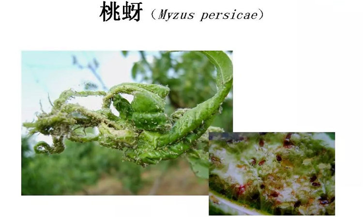 果樹(shù)病害防治技術(shù)