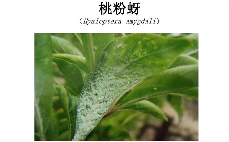 果樹(shù)病害防治技術(shù)