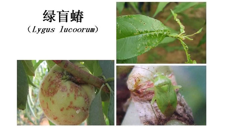 果樹(shù)病害防治技術(shù)