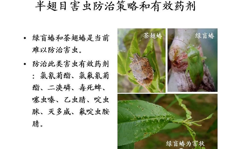 果樹(shù)病害防治技術(shù)