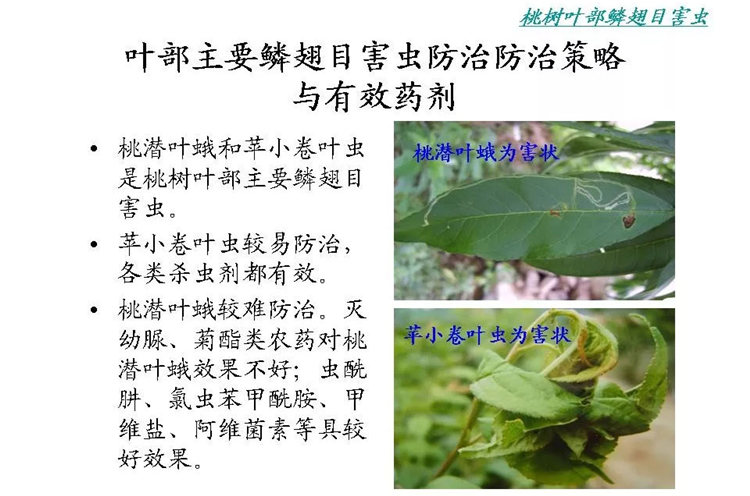 果樹(shù)病害防治技術(shù)