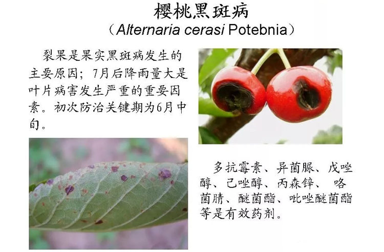 果樹(shù)病害防治技術(shù)