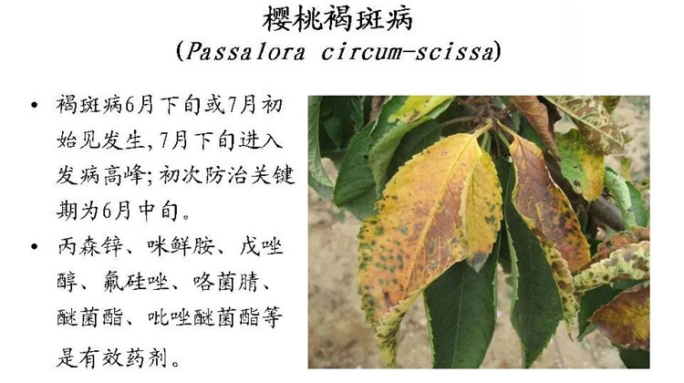 果樹(shù)病害防治技術(shù)