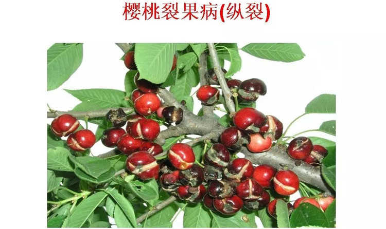 果樹(shù)病害防治技術(shù)
