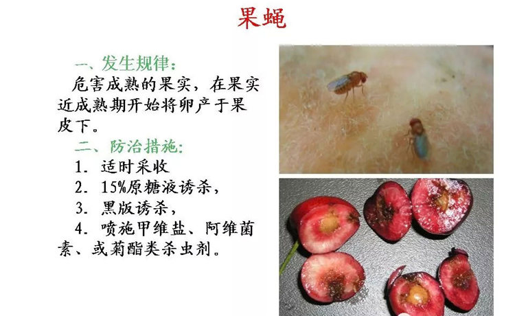 果樹(shù)病害防治技術(shù)