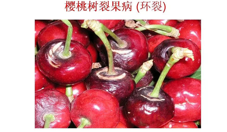 果樹(shù)病害防治技術(shù)