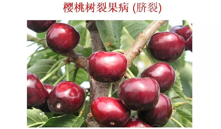 果樹(shù)病害防治技術(shù)