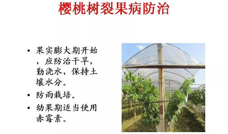 果樹(shù)病害防治技術(shù)