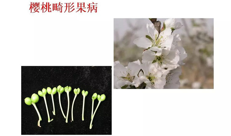 果樹(shù)病害防治技術(shù)