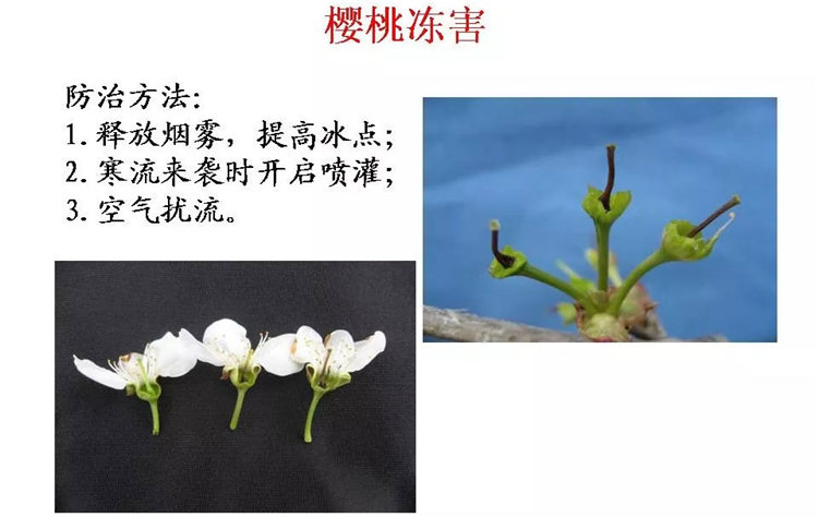 果樹(shù)病害防治技術(shù)