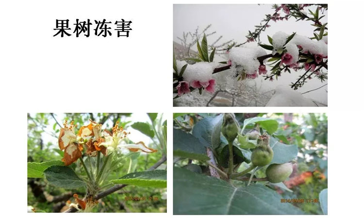 果樹(shù)病害防治技術(shù)