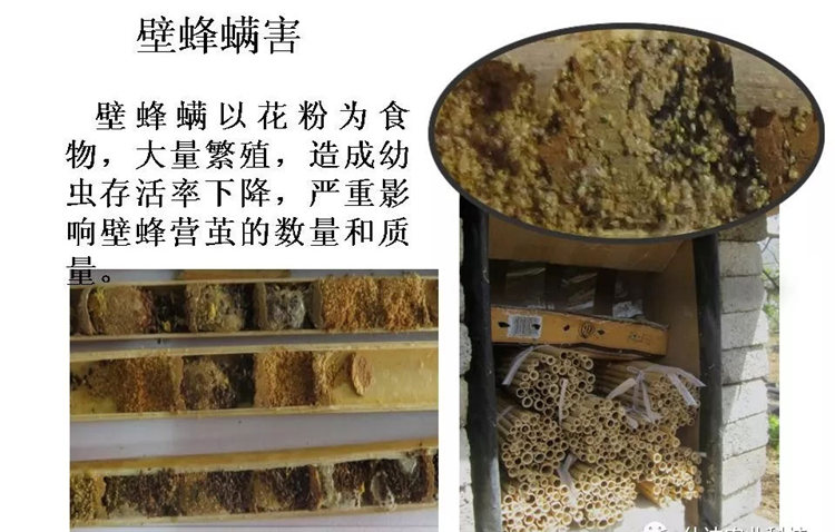果樹(shù)病害防治技術(shù)