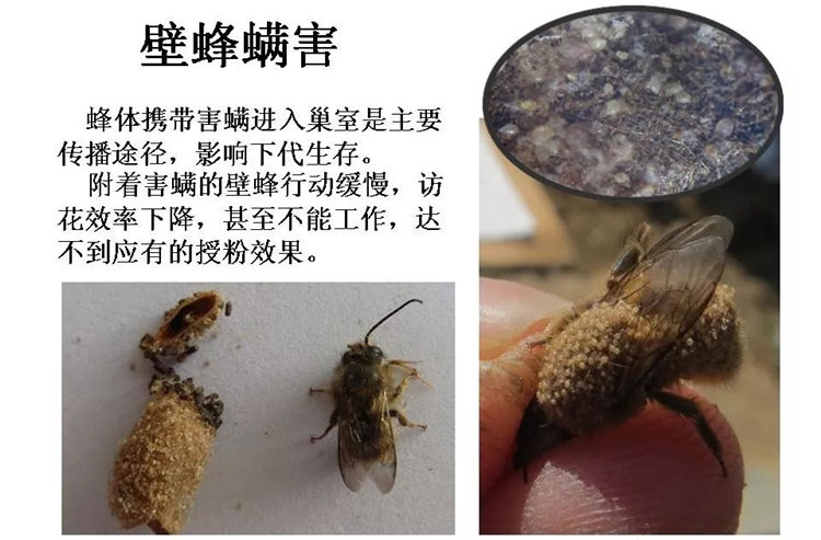 果樹(shù)病害防治技術(shù)