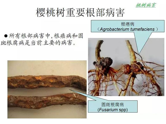 櫻桃樹(shù)重要根部病害與防治方法
