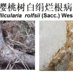 櫻桃樹(shù)重要根部病害與防治方法