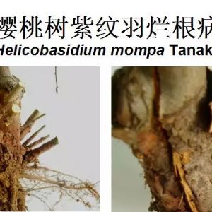 櫻桃樹(shù)重要根部病害與防治方法