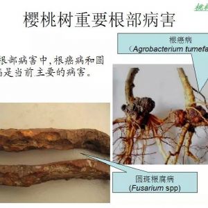 櫻桃樹(shù)重要根部病害與防治方法