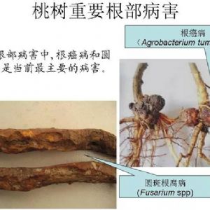 蘋(píng)果、桃、櫻桃主要病害防治技術(shù)