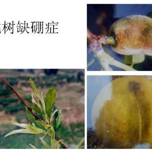 蘋(píng)果、桃、櫻桃主要病害防治技術(shù)