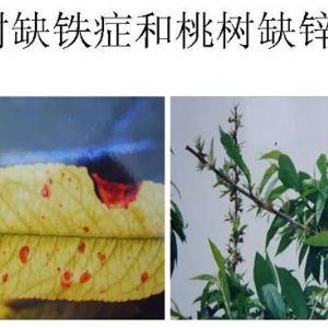 蘋(píng)果、桃、櫻桃主要病害防治技術(shù)