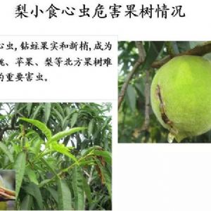 蘋(píng)果、桃、櫻桃主要病害防治技術(shù)
