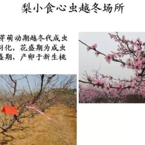 蘋(píng)果、桃、櫻桃主要病害防治技術(shù)