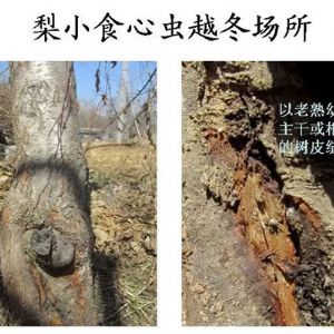 蘋(píng)果、桃、櫻桃主要病害防治技術(shù)