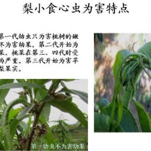 蘋(píng)果、桃、櫻桃主要病害防治技術(shù)
