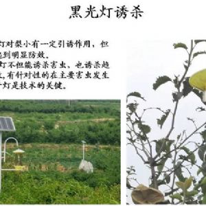 蘋(píng)果、桃、櫻桃主要病害防治技術(shù)