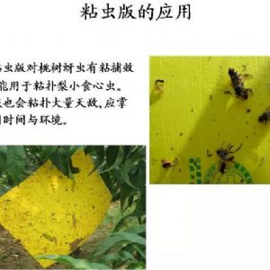 蘋(píng)果、桃、櫻桃主要病害防治技術(shù)