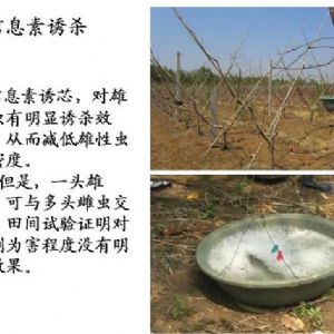 蘋(píng)果、桃、櫻桃主要病害防治技術(shù)