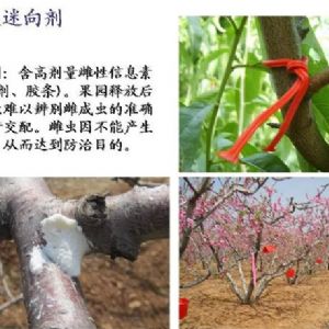 蘋(píng)果、桃、櫻桃主要病害防治技術(shù)