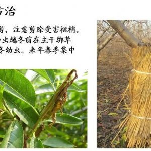 蘋(píng)果、桃、櫻桃主要病害防治技術(shù)