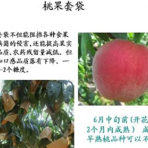 蘋(píng)果、桃、櫻桃主要病害防治技術(shù)
